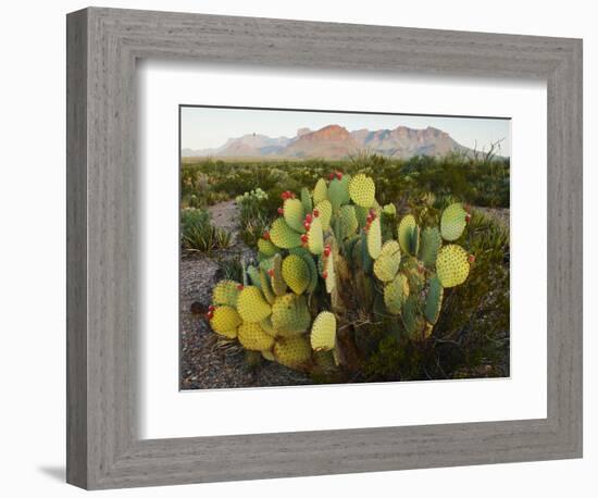 Chisos Mountains and Prickly Pear Cactus, Big Bend National Park, Brewster Co., Texas, Usa-Larry Ditto-Framed Photographic Print