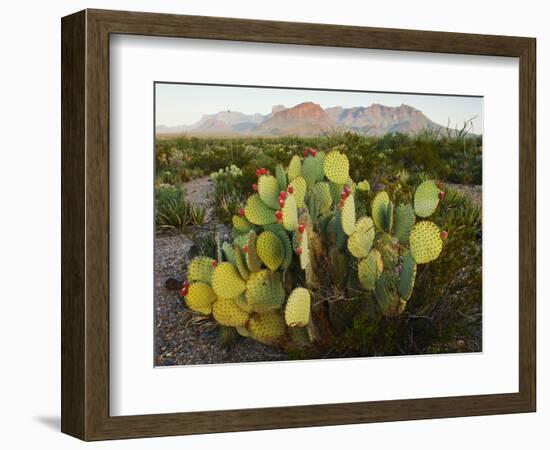 Chisos Mountains and Prickly Pear Cactus, Big Bend National Park, Brewster Co., Texas, Usa-Larry Ditto-Framed Photographic Print