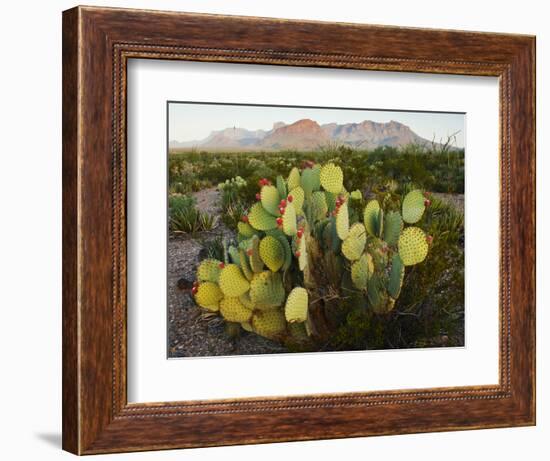 Chisos Mountains and Prickly Pear Cactus, Big Bend National Park, Brewster Co., Texas, Usa-Larry Ditto-Framed Photographic Print