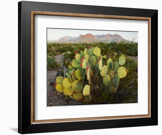 Chisos Mountains and Prickly Pear Cactus, Big Bend National Park, Brewster Co., Texas, Usa-Larry Ditto-Framed Photographic Print