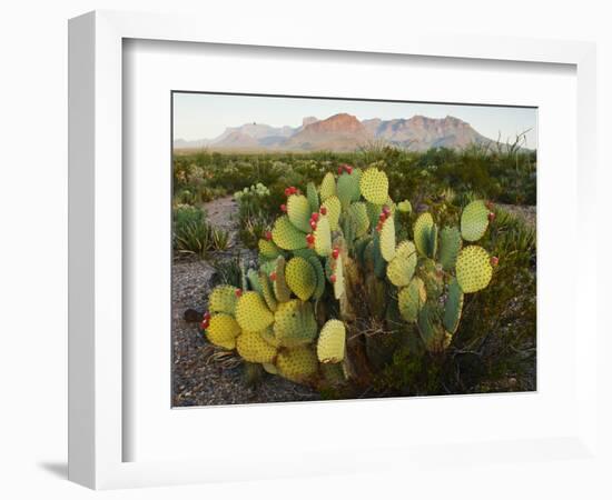 Chisos Mountains and Prickly Pear Cactus, Big Bend National Park, Brewster Co., Texas, Usa-Larry Ditto-Framed Photographic Print