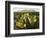 Chisos Mountains and Prickly Pear Cactus, Big Bend National Park, Brewster Co., Texas, Usa-Larry Ditto-Framed Photographic Print