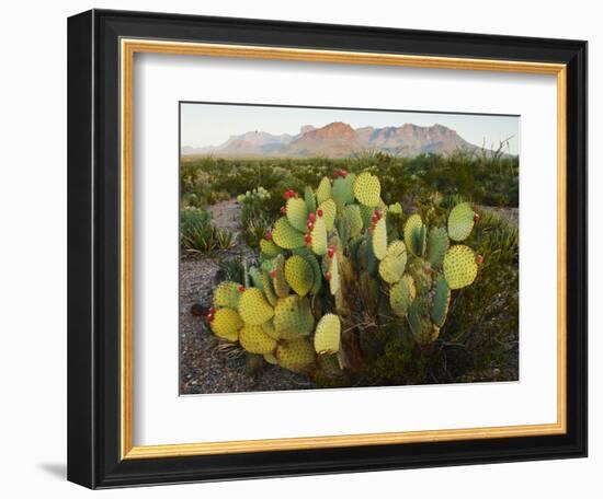 Chisos Mountains and Prickly Pear Cactus, Big Bend National Park, Brewster Co., Texas, Usa-Larry Ditto-Framed Photographic Print