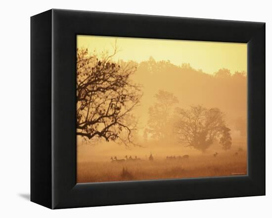 Chital Deer (Axis Axis) at Dawn, Kanha National Park, Madhya Pradesh, India-Pete Oxford-Framed Premier Image Canvas