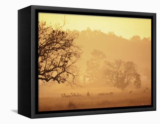 Chital Deer (Axis Axis) at Dawn, Kanha National Park, Madhya Pradesh, India-Pete Oxford-Framed Premier Image Canvas