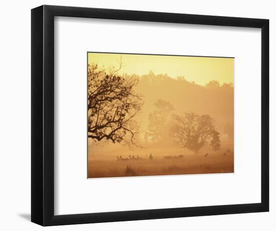 Chital Deer (Axis Axis) at Dawn, Kanha National Park, Madhya Pradesh, India-Pete Oxford-Framed Premium Photographic Print