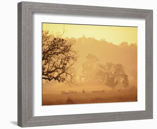 Chital Deer (Axis Axis) at Dawn, Kanha National Park, Madhya Pradesh, India-Pete Oxford-Framed Photographic Print