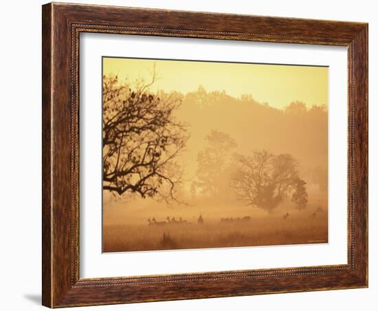 Chital Deer (Axis Axis) at Dawn, Kanha National Park, Madhya Pradesh, India-Pete Oxford-Framed Photographic Print