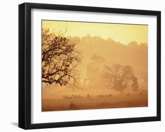 Chital Deer (Axis Axis) at Dawn, Kanha National Park, Madhya Pradesh, India-Pete Oxford-Framed Photographic Print