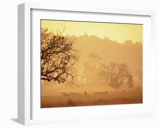 Chital Deer (Axis Axis) at Dawn, Kanha National Park, Madhya Pradesh, India-Pete Oxford-Framed Photographic Print