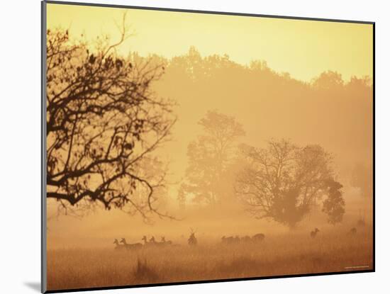 Chital Deer (Axis Axis) at Dawn, Kanha National Park, Madhya Pradesh, India-Pete Oxford-Mounted Photographic Print