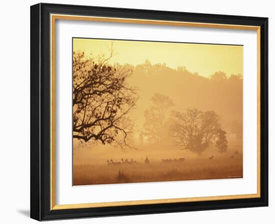 Chital Deer (Axis Axis) at Dawn, Kanha National Park, Madhya Pradesh, India-Pete Oxford-Framed Photographic Print