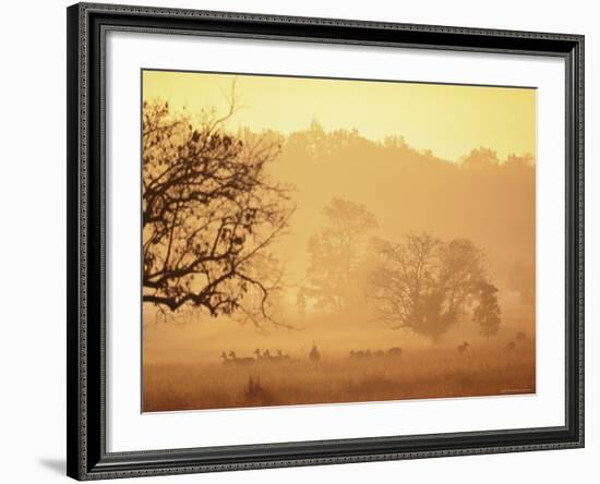 Chital Deer (Axis Axis) at Dawn, Kanha National Park, Madhya Pradesh, India-Pete Oxford-Framed Photographic Print