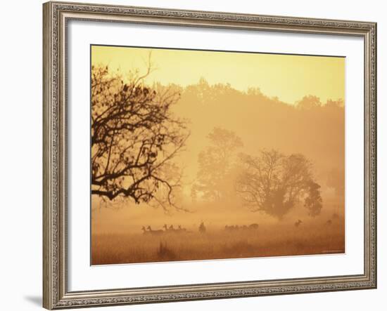 Chital Deer (Axis Axis) at Dawn, Kanha National Park, Madhya Pradesh, India-Pete Oxford-Framed Photographic Print