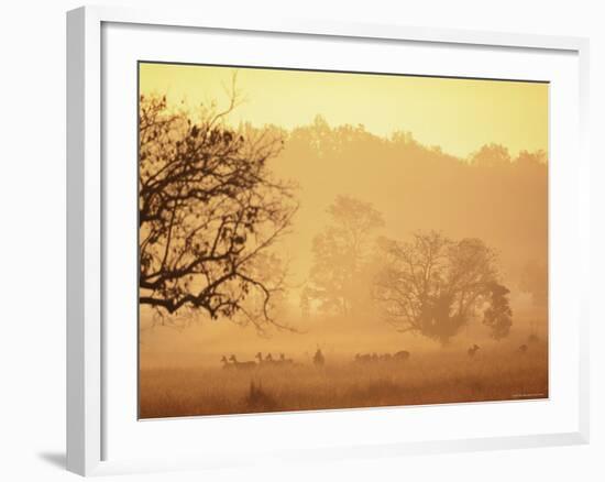 Chital Deer (Axis Axis) at Dawn, Kanha National Park, Madhya Pradesh, India-Pete Oxford-Framed Photographic Print