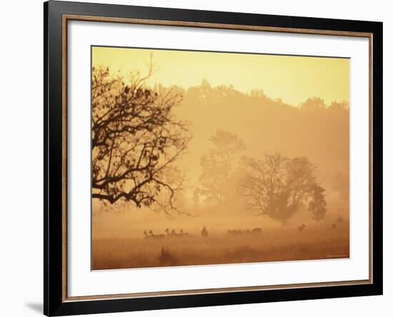 Chital Deer (Axis Axis) at Dawn, Kanha National Park, Madhya Pradesh, India-Pete Oxford-Framed Photographic Print