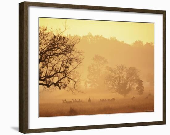 Chital Deer (Axis Axis) at Dawn, Kanha National Park, Madhya Pradesh, India-Pete Oxford-Framed Photographic Print