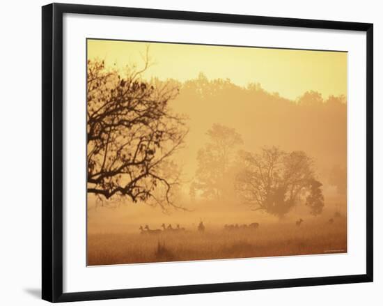 Chital Deer (Axis Axis) at Dawn, Kanha National Park, Madhya Pradesh, India-Pete Oxford-Framed Photographic Print