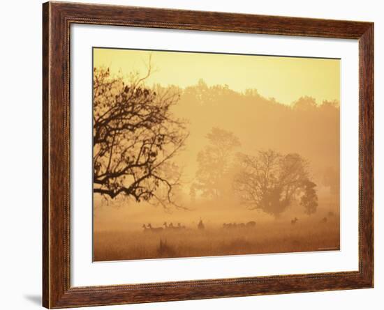 Chital Deer (Axis Axis) at Dawn, Kanha National Park, Madhya Pradesh, India-Pete Oxford-Framed Photographic Print