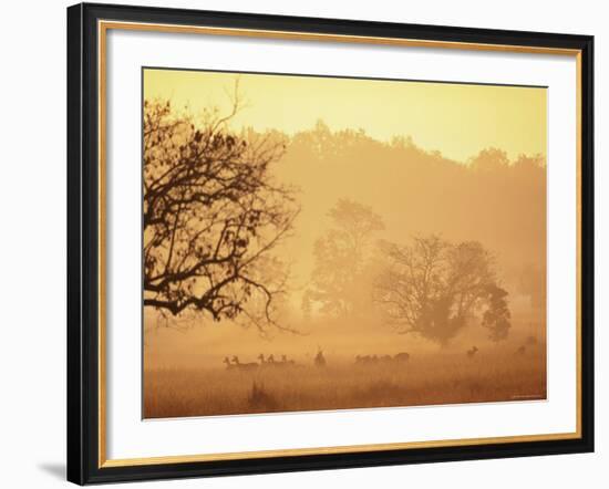 Chital Deer (Axis Axis) at Dawn, Kanha National Park, Madhya Pradesh, India-Pete Oxford-Framed Photographic Print