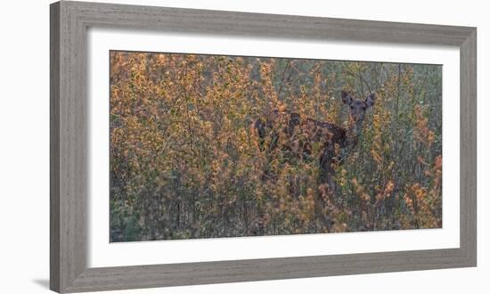 Chital, Madhya Pradesh, India-Art Wolfe Wolfe-Framed Photographic Print