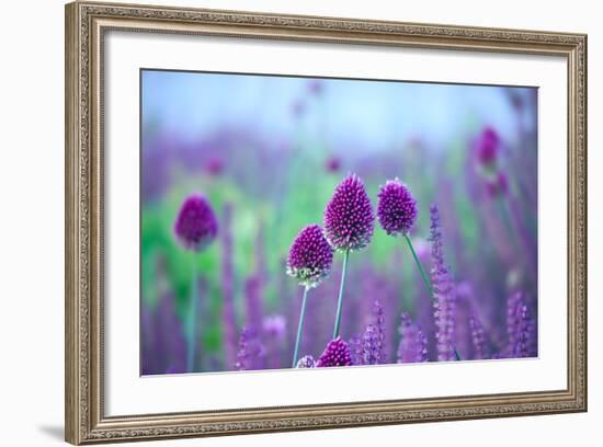 Chive Herb Flowers - Allium Sphaerocephalon on Beautiful Blur Background.-Tatiana Belova-Framed Photographic Print