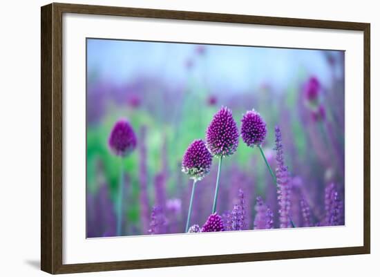 Chive Herb Flowers - Allium Sphaerocephalon on Beautiful Blur Background.-Tatiana Belova-Framed Photographic Print