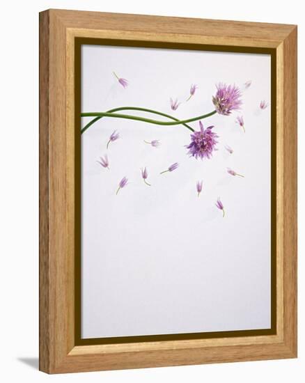 Chives, Allium, Allium Schoenoprasum, Stalks, Green, Blossoms, Chives Blossom-Axel Killian-Framed Premier Image Canvas