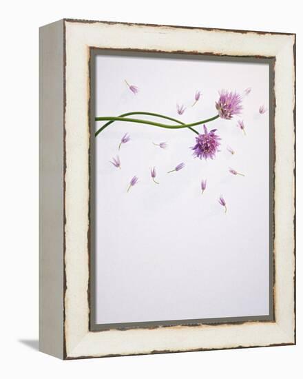 Chives, Allium, Allium Schoenoprasum, Stalks, Green, Blossoms, Chives Blossom-Axel Killian-Framed Premier Image Canvas