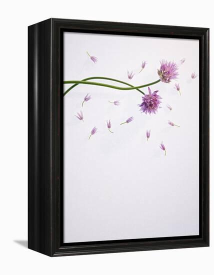 Chives, Allium, Allium Schoenoprasum, Stalks, Green, Blossoms, Chives Blossom-Axel Killian-Framed Premier Image Canvas