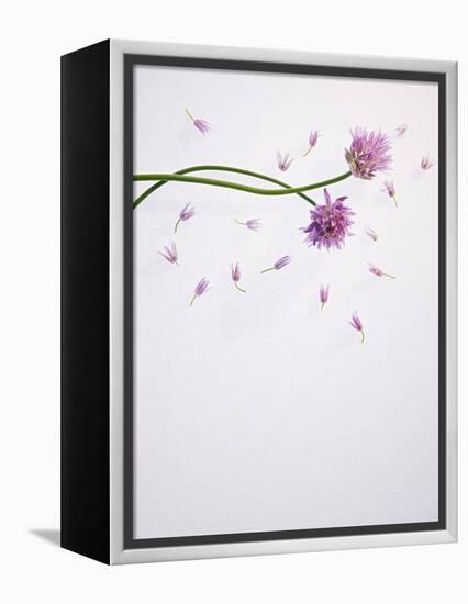 Chives, Allium, Allium Schoenoprasum, Stalks, Green, Blossoms, Chives Blossom-Axel Killian-Framed Premier Image Canvas