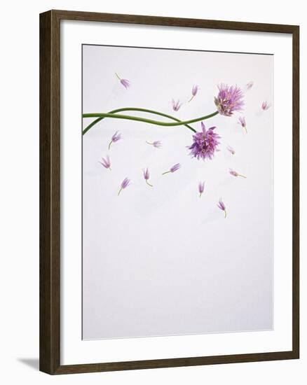 Chives, Allium, Allium Schoenoprasum, Stalks, Green, Blossoms, Chives Blossom-Axel Killian-Framed Photographic Print