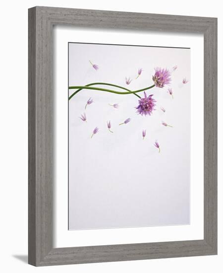 Chives, Allium, Allium Schoenoprasum, Stalks, Green, Blossoms, Chives Blossom-Axel Killian-Framed Photographic Print