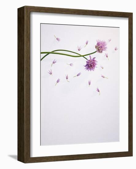 Chives, Allium, Allium Schoenoprasum, Stalks, Green, Blossoms, Chives Blossom-Axel Killian-Framed Photographic Print