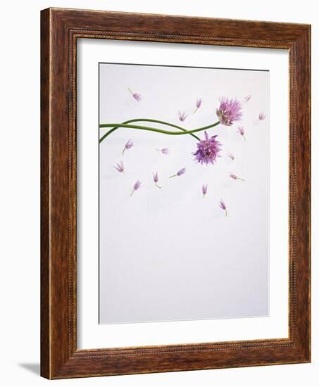 Chives, Allium, Allium Schoenoprasum, Stalks, Green, Blossoms, Chives Blossom-Axel Killian-Framed Photographic Print