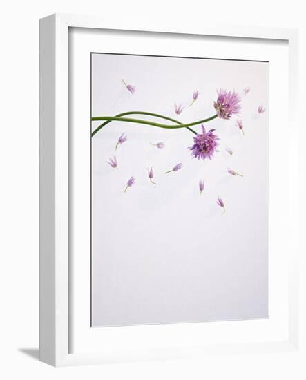 Chives, Allium, Allium Schoenoprasum, Stalks, Green, Blossoms, Chives Blossom-Axel Killian-Framed Photographic Print