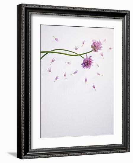 Chives, Allium, Allium Schoenoprasum, Stalks, Green, Blossoms, Chives Blossom-Axel Killian-Framed Photographic Print