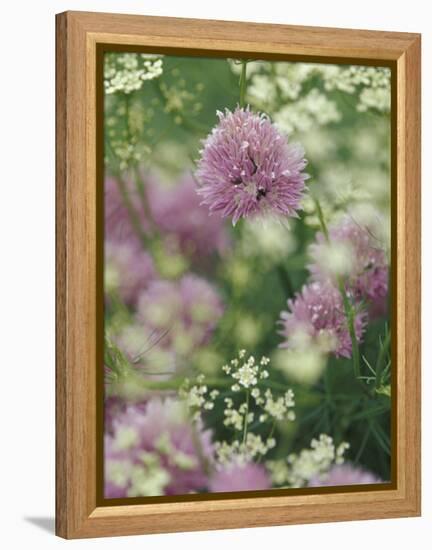 Chives and Carraway, Louisville, Kentucky, USA-Adam Jones-Framed Premier Image Canvas