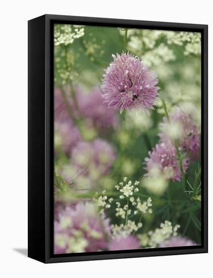 Chives and Carraway, Louisville, Kentucky, USA-Adam Jones-Framed Premier Image Canvas