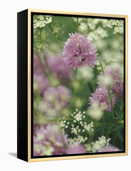 Chives and Carraway, Louisville, Kentucky, USA-Adam Jones-Framed Premier Image Canvas