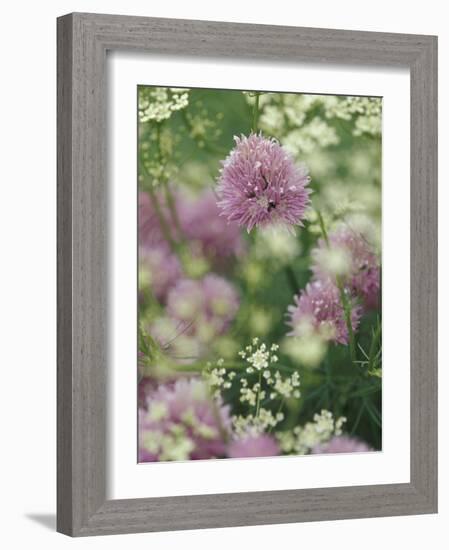 Chives and Carraway, Louisville, Kentucky, USA-Adam Jones-Framed Photographic Print