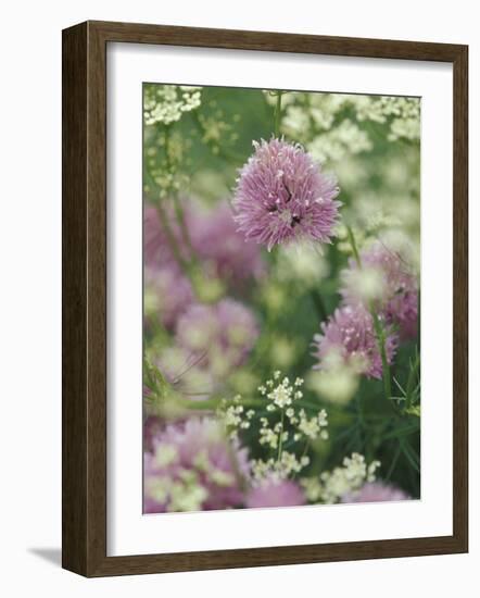 Chives and Carraway, Louisville, Kentucky, USA-Adam Jones-Framed Photographic Print