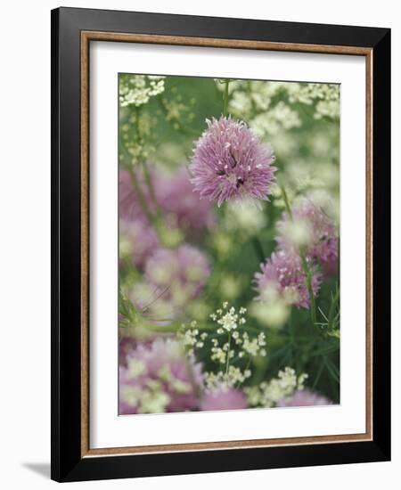 Chives and Carraway, Louisville, Kentucky, USA-Adam Jones-Framed Photographic Print