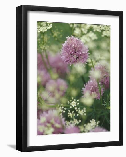 Chives and Carraway, Louisville, Kentucky, USA-Adam Jones-Framed Photographic Print