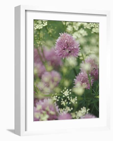 Chives and Carraway, Louisville, Kentucky, USA-Adam Jones-Framed Photographic Print