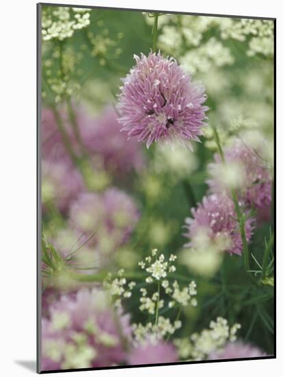 Chives and Carraway, Louisville, Kentucky, USA-Adam Jones-Mounted Photographic Print