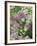 Chives and Carraway, Louisville, Kentucky, USA-Adam Jones-Framed Photographic Print