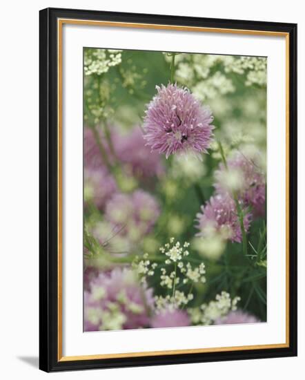 Chives and Carraway, Louisville, Kentucky, USA-Adam Jones-Framed Photographic Print