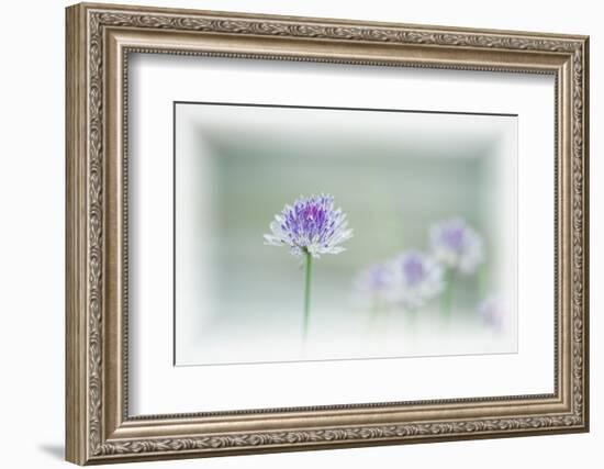 Chives Blowing in the Wind-Rona Schwarz-Framed Photographic Print