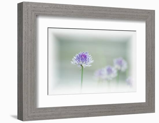 Chives Blowing in the Wind-Rona Schwarz-Framed Photographic Print